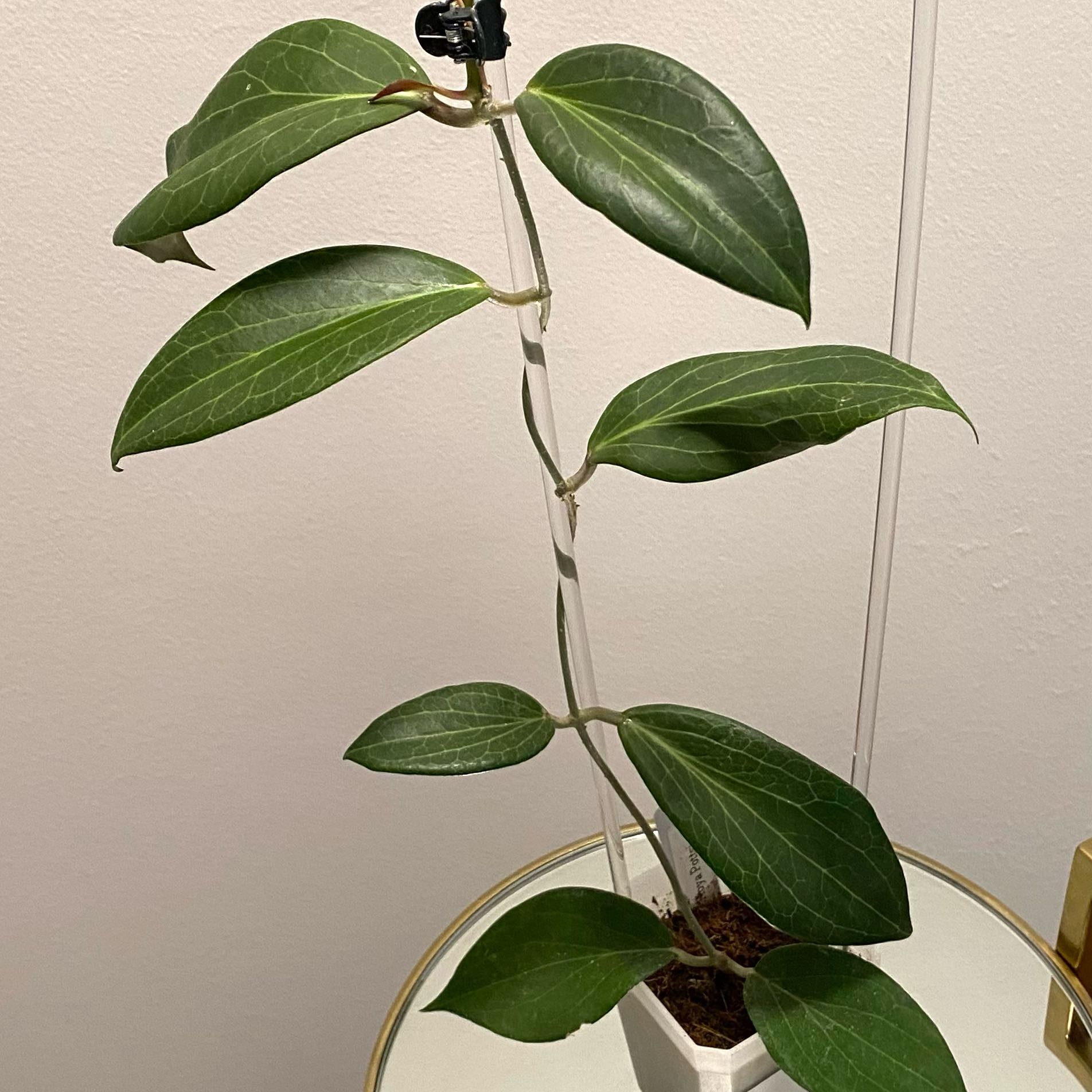 Photo of the plant species Hoya pottsii 'Khao Yai' by @SunSoilLove named MBR Pottsi on Greg, the plant care app