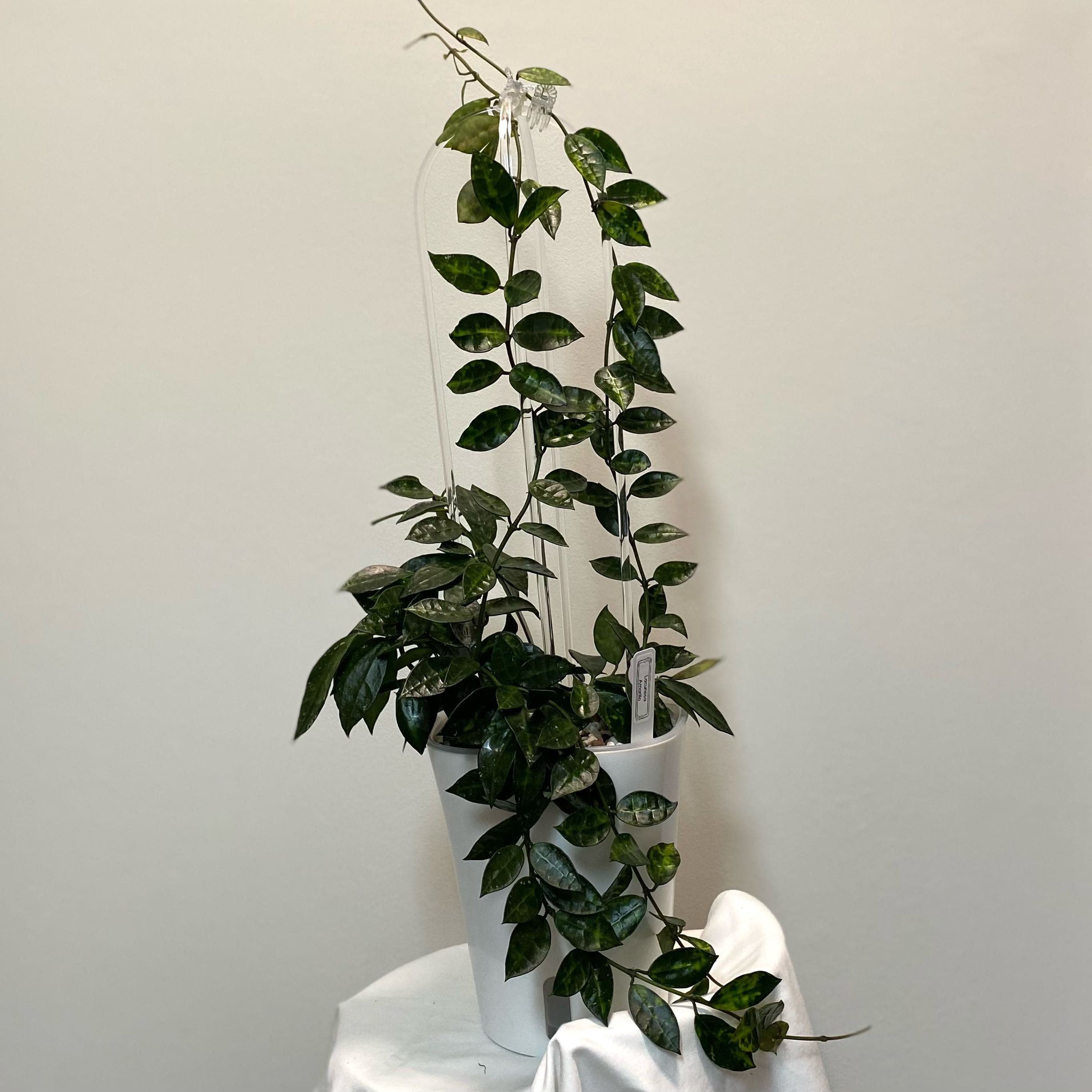 Photo of the plant species Hoya lacunosa 'Amarillo' by @SunSoilLove named LR Amarillo on Greg, the plant care app