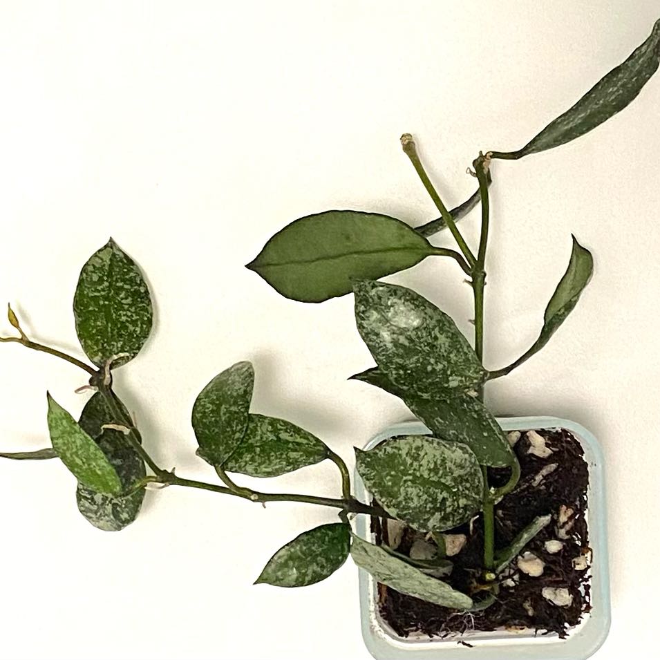 Photo of the plant species Hoya 'Royal Flush' by @SunSoilLove named CAB Royal Flush on Greg, the plant care app