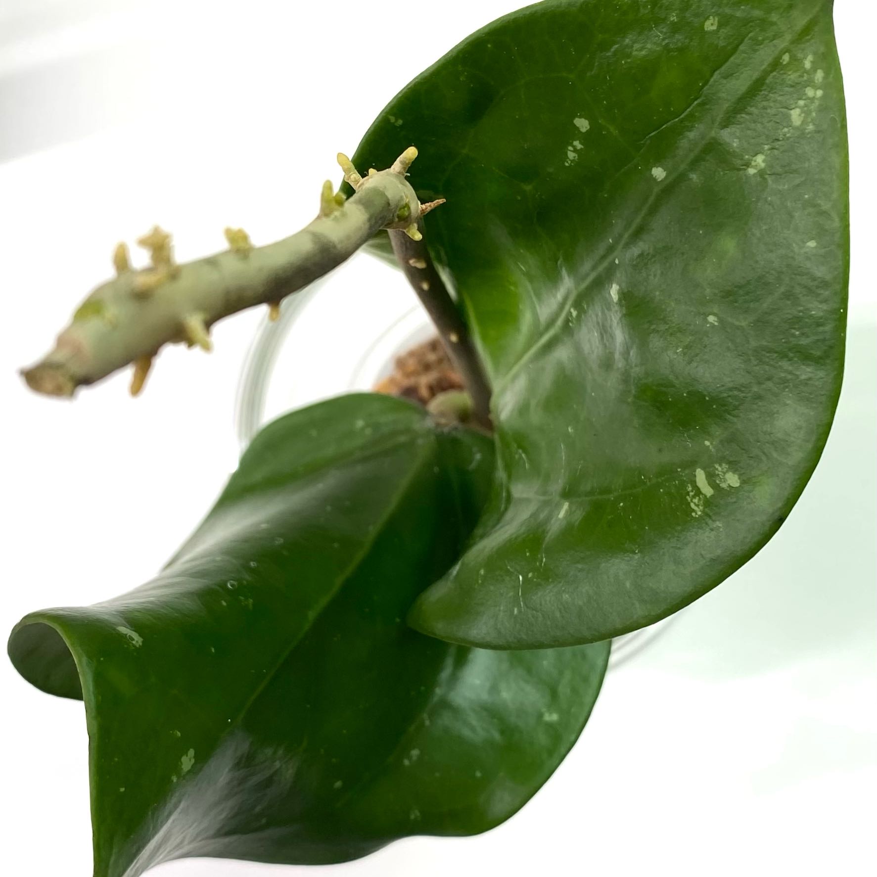 Photo of the plant species Dinner-plate Hoya by @SunSoilLove named Q LA Siana on Greg, the plant care app