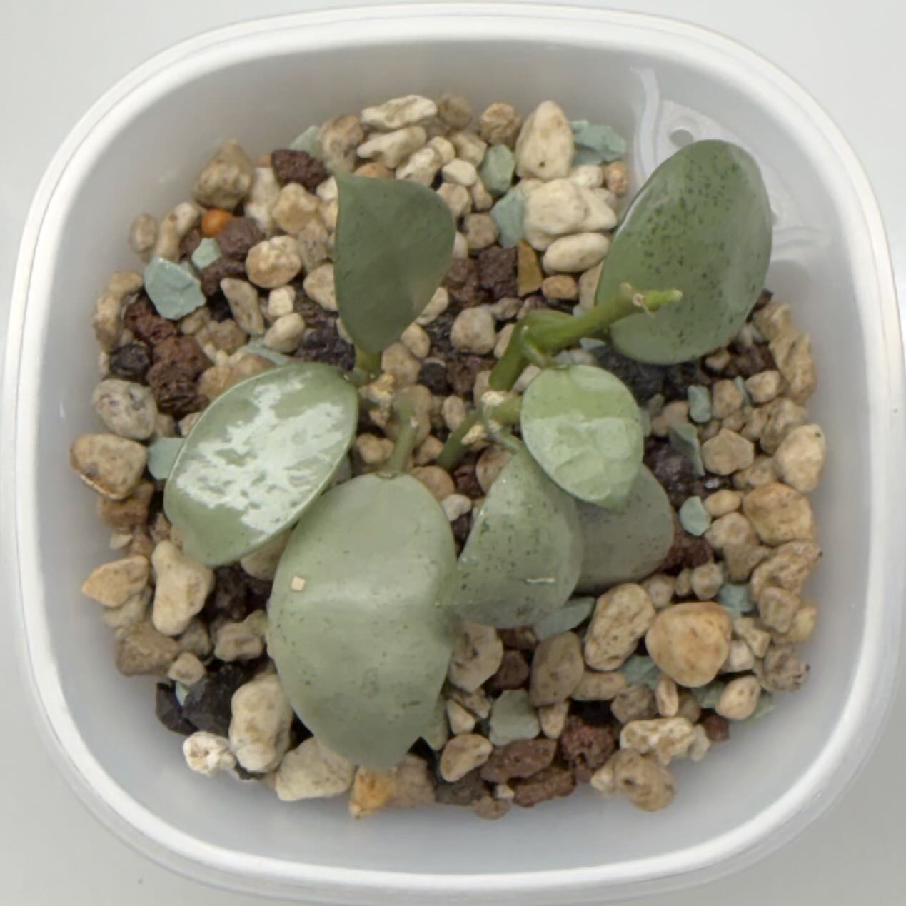 Photo of the plant species Hoya Lacunosa Silver by @SunSoilLove named MBR Penny on Greg, the plant care app