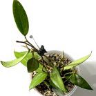 Photo of the plant species Hoya Burma by @SunSoilLove named Q Burma on Greg, the plant care app
