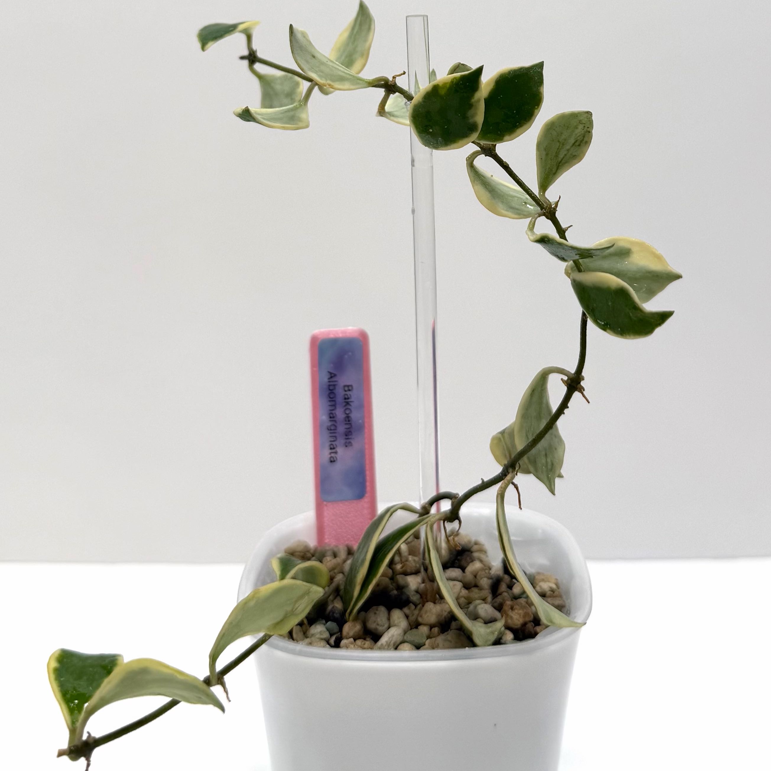 Photo of the plant species Hoya bakoensis by @SunSoilLove named CAB Bakoensis on Greg, the plant care app