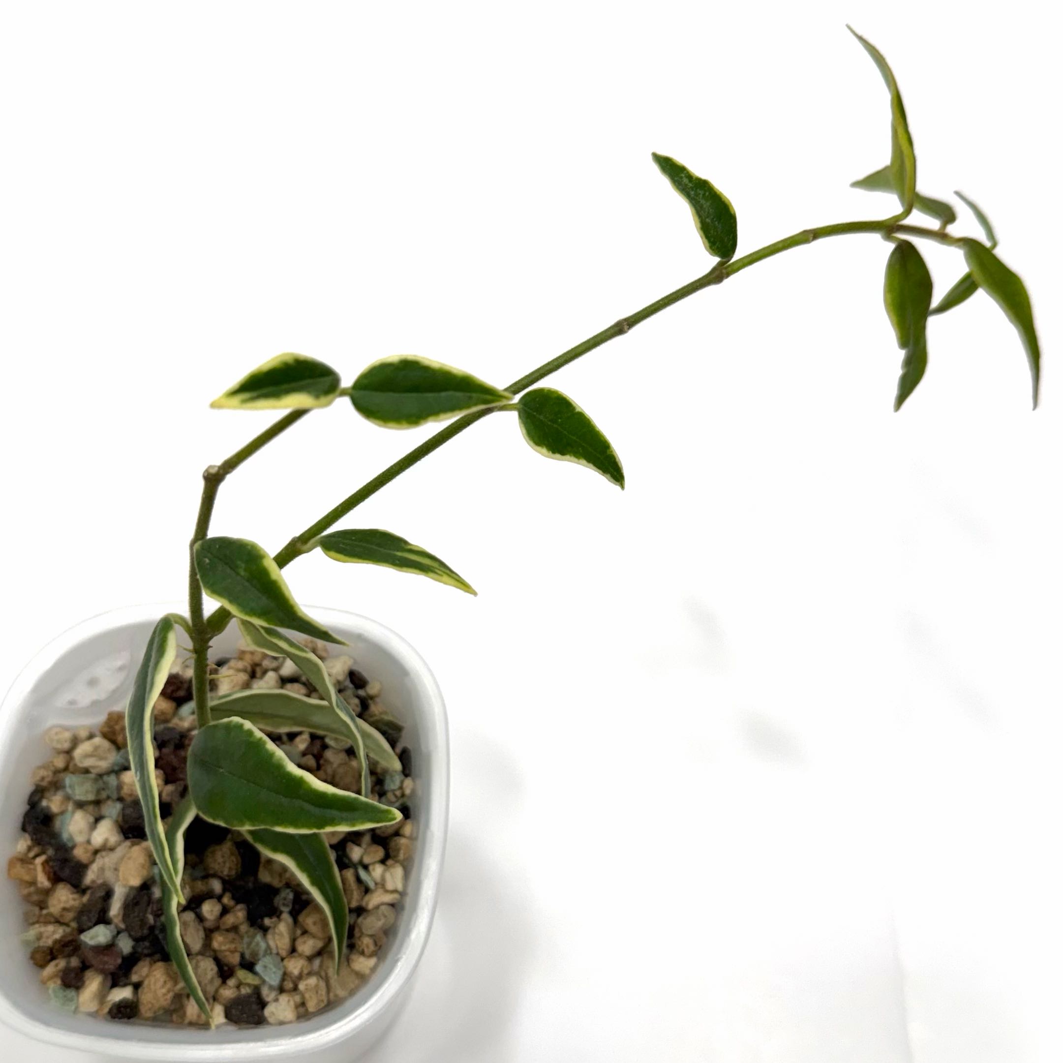 Photo of the plant species Hoya bella albomarginata by @SunSoilLove named Q Bella on Greg, the plant care app