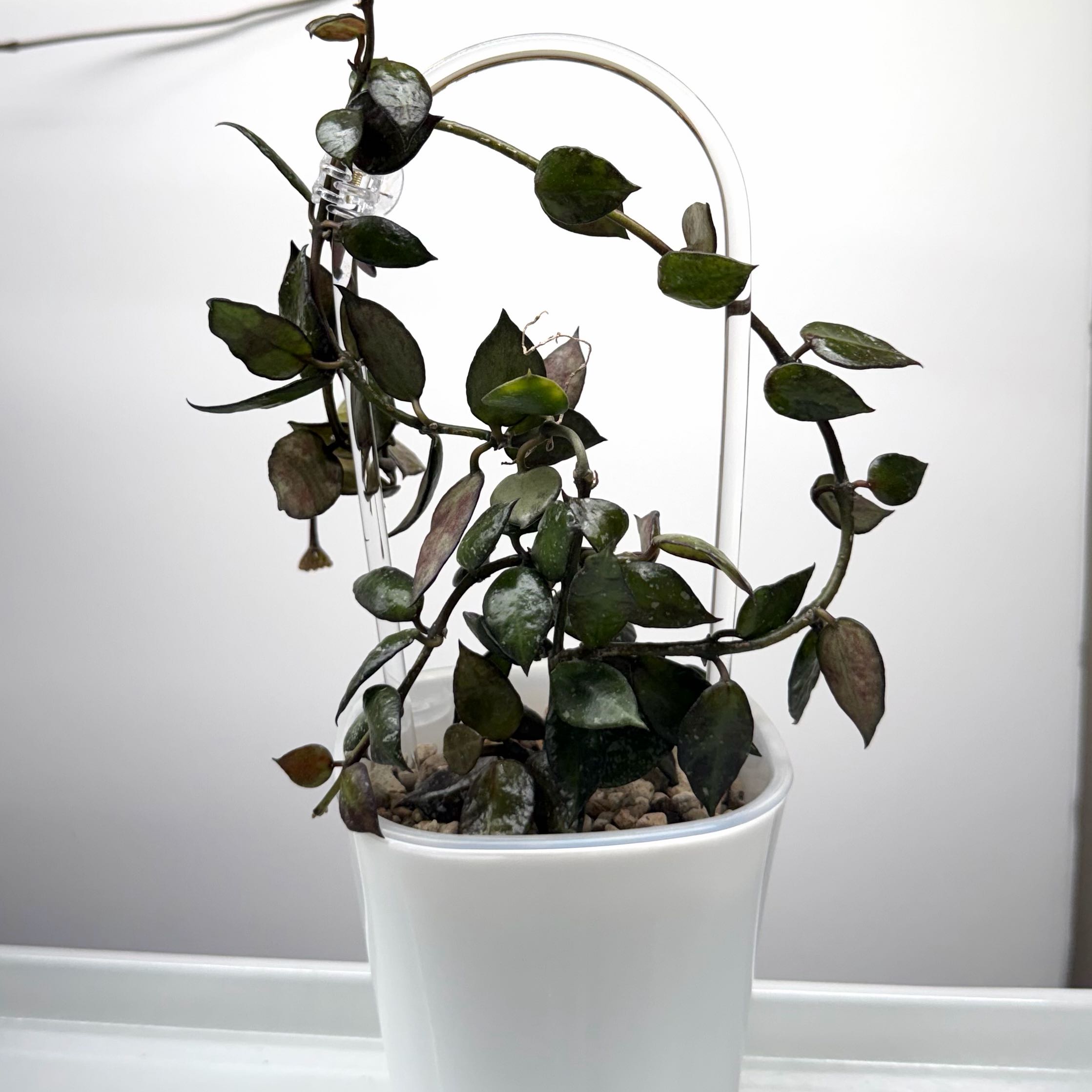 Photo of the plant species Hoya 'Eskimo' by @SunSoilLove named Q2 Nero on Greg, the plant care app