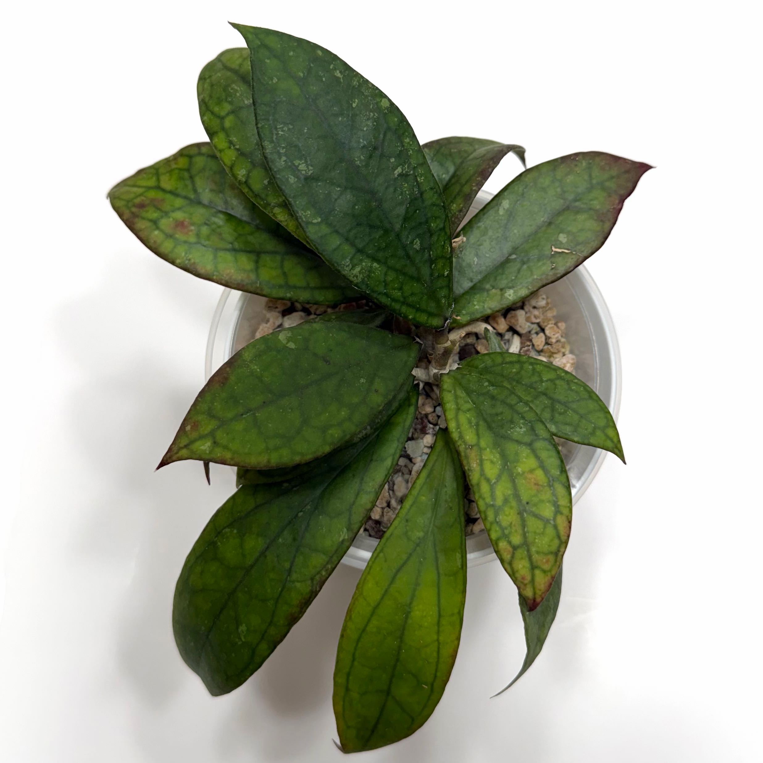 Photo of the plant species Hoya by @SunSoilLove named G1 Crassicaulus on Greg, the plant care app