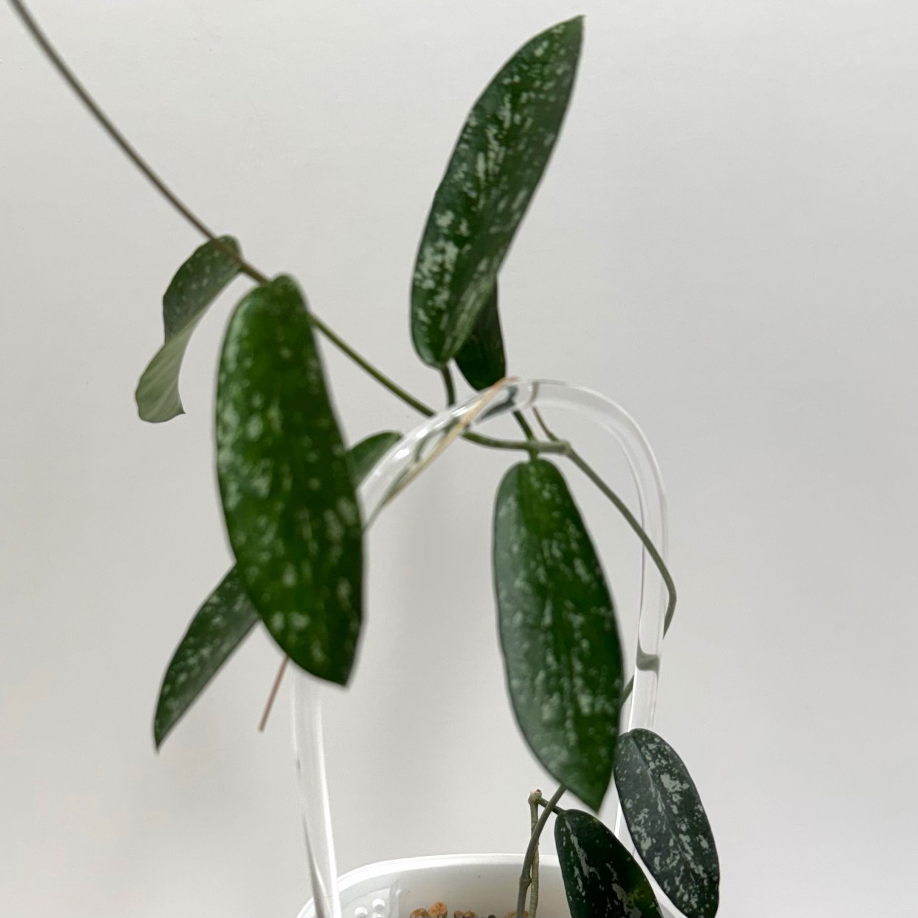 Photo of the plant species Hoya 'Sungwookii' by @SunSoilLove named CAB Hon Thom on Greg, the plant care app