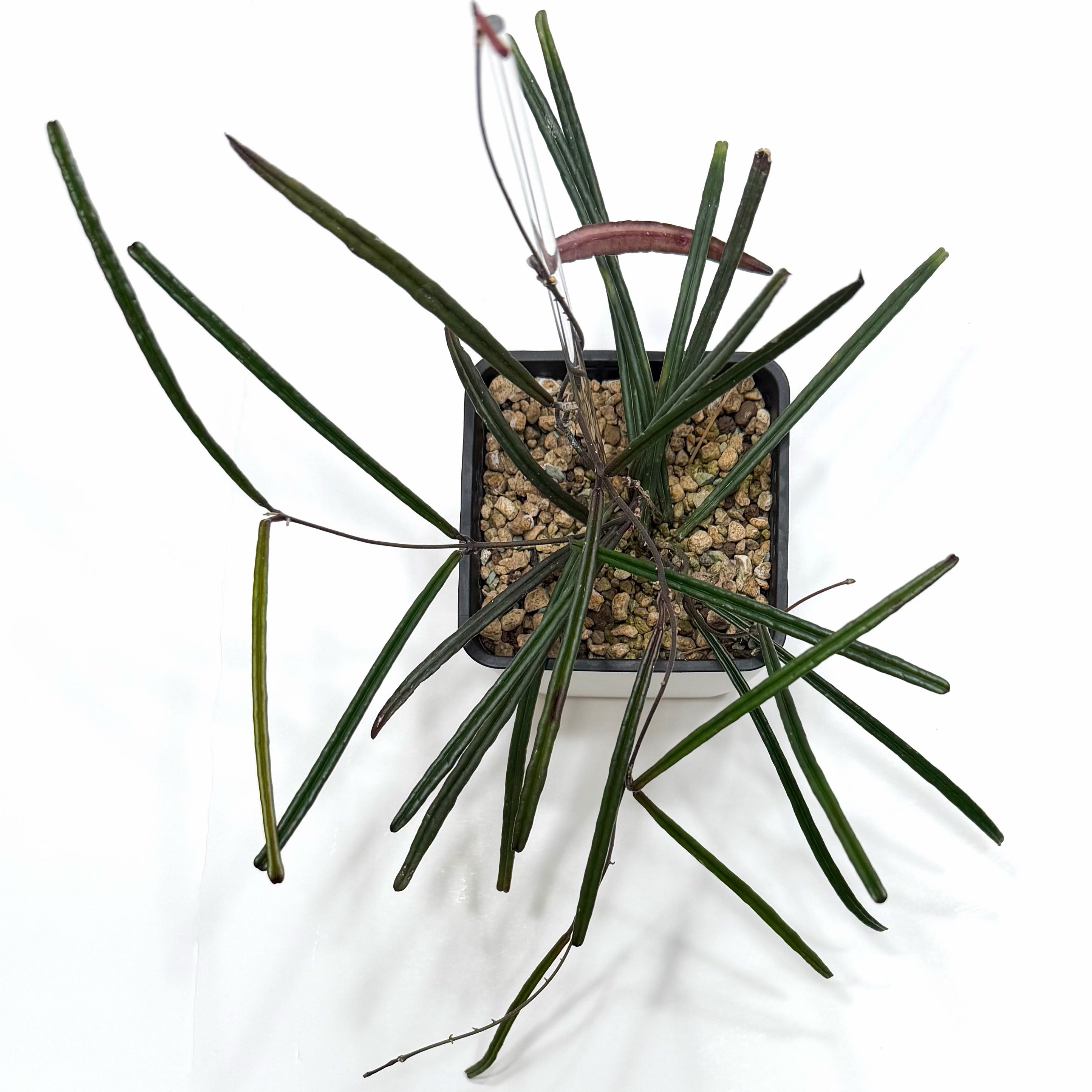 Photo of the plant species Hoya insularis by @SunSoilLove named CAB Insularis on Greg, the plant care app