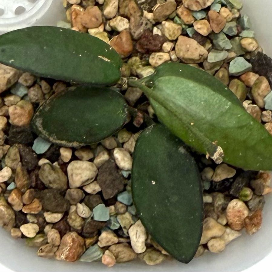 Photo of the plant species Hoya walliniana 'Variegated' by @SunSoilLove named CAB Walliniana on Greg, the plant care app