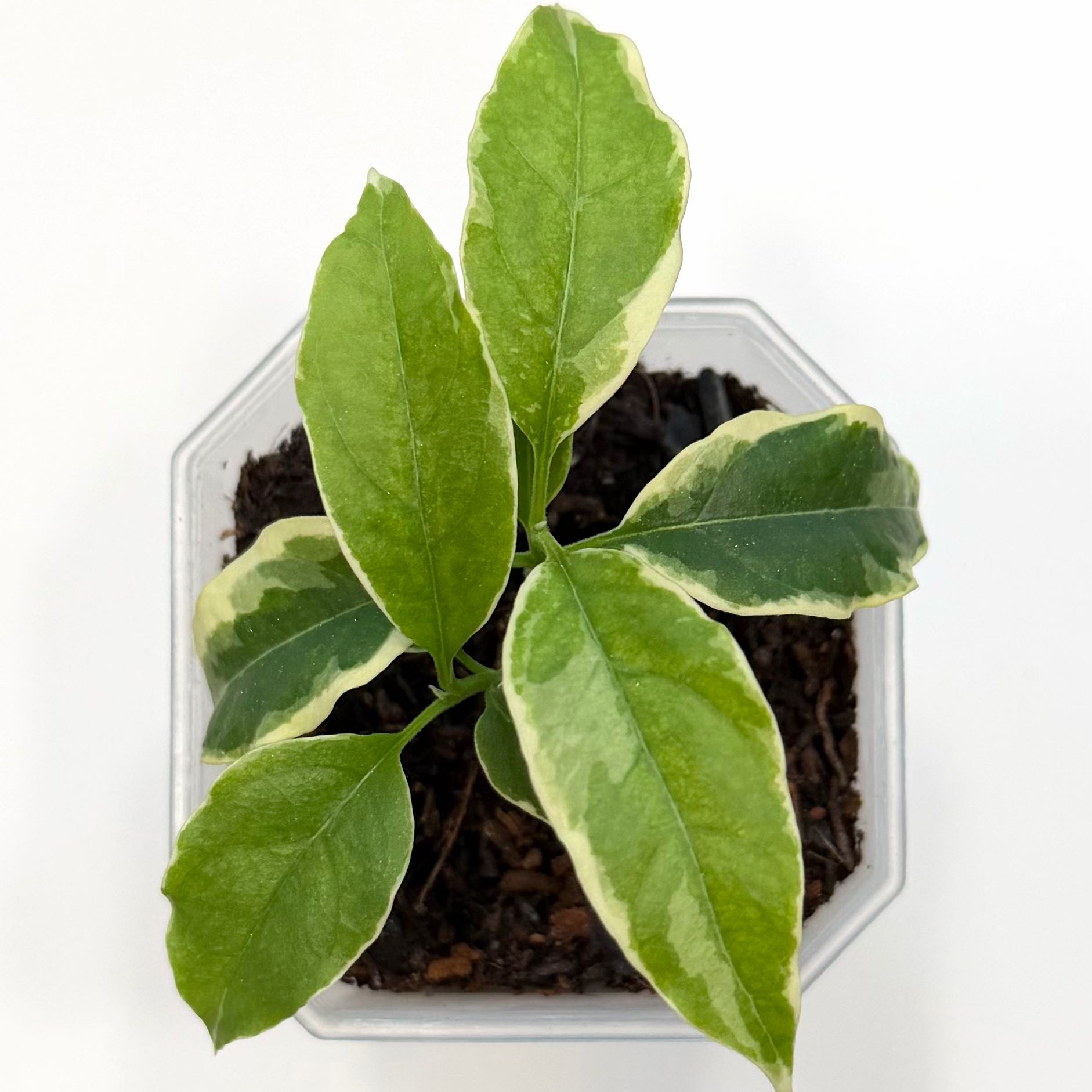 Photo of the plant species Shooting Stars Wax Plant by @SunSoilLove named Q Multiflora on Greg, the plant care app