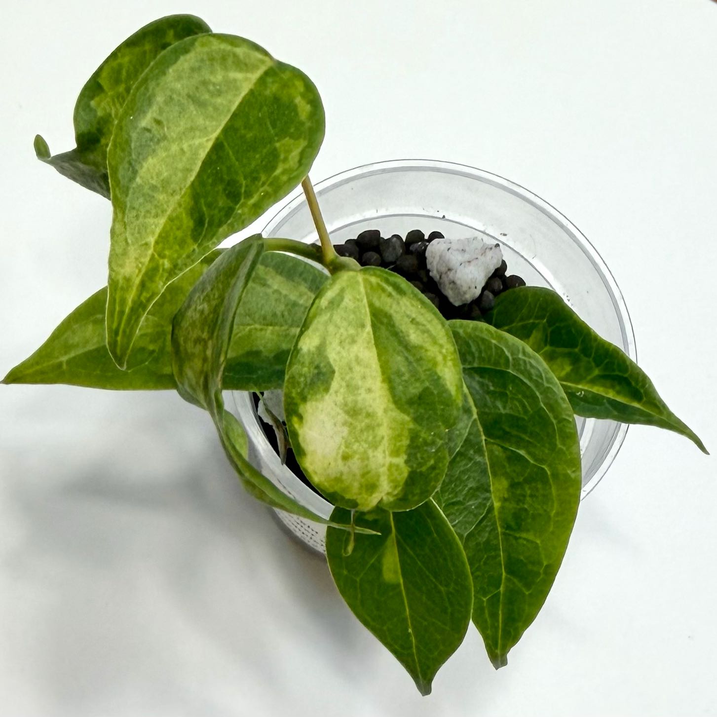 Photo of the plant species Hoya dennisii by @SunSoilLove named CAB Dennisii Frida on Greg, the plant care app
