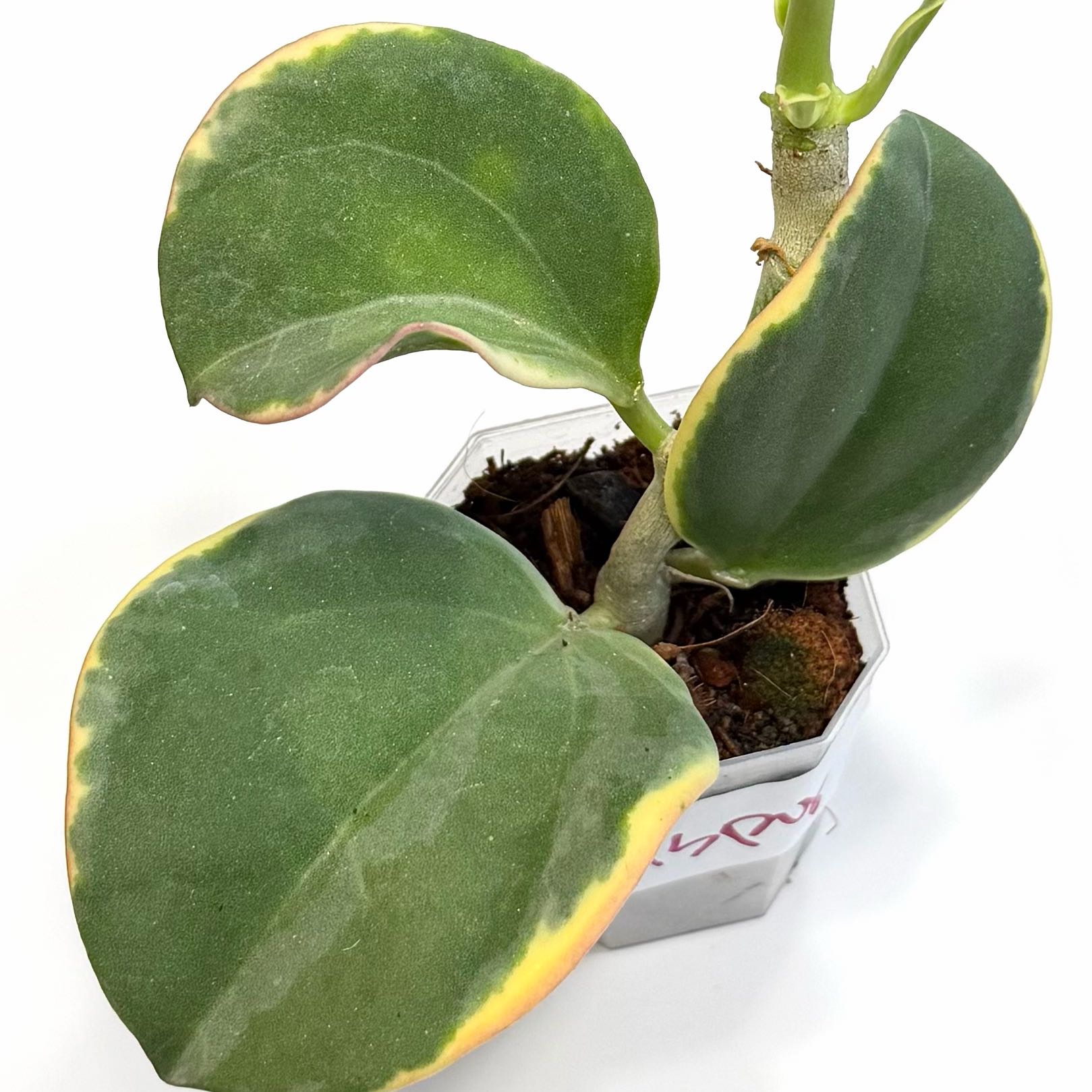 Photo of the plant species Wax Plant by @SunSoilLove named Q Paxton on Greg, the plant care app