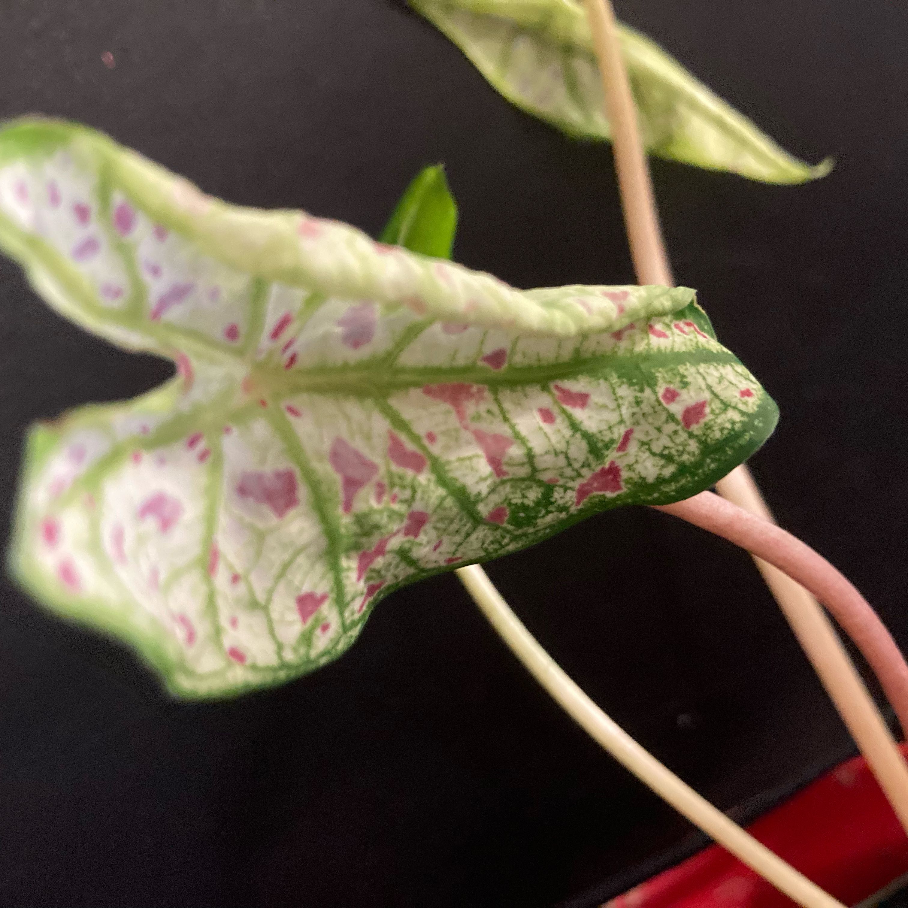 Photo of the plant species Splash of Wine Caladium by @CivilBluerose named Sahara on Greg, the plant care app
