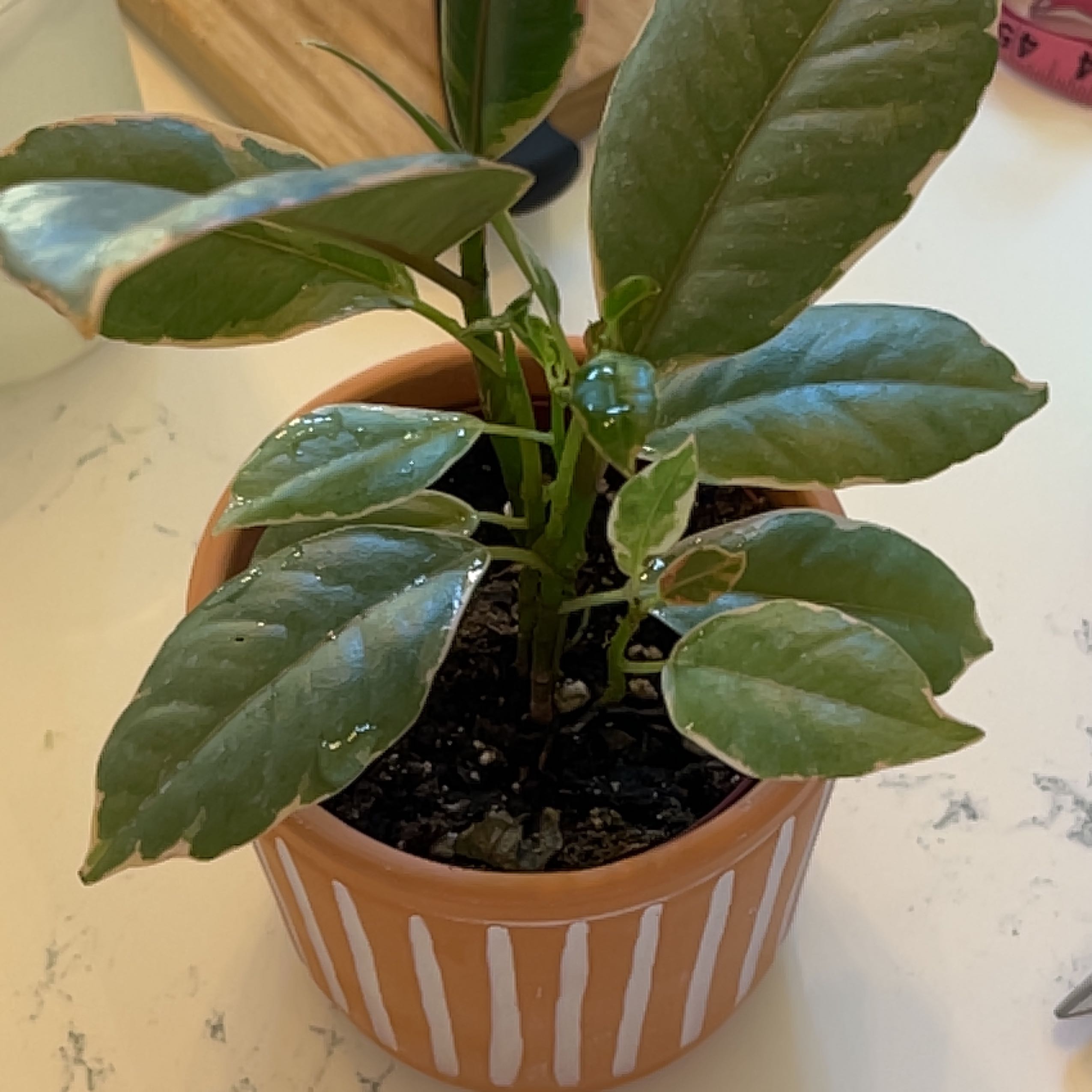 Photo of the plant species Rubber Plant by @RichWoodvetch named Zion on Greg, the plant care app