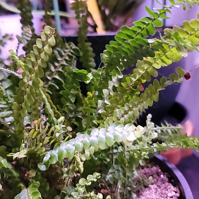 Photo of the plant species Lucky Lemon Fern by @TopSwedishivy named Scarlett on Greg, the plant care app