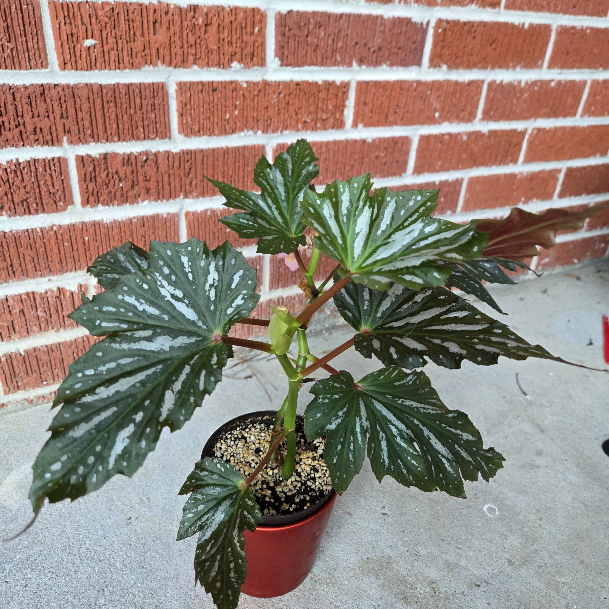 Photo of the plant species Begonia 'Sophie Cecile' by @LargeGhostplant named Kendall on Greg, the plant care app