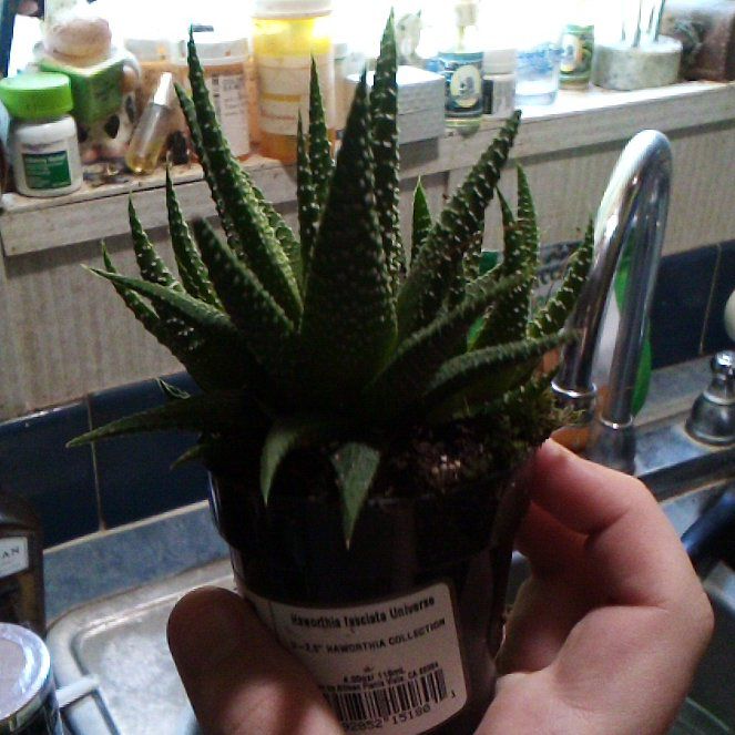 Photo of the plant species Haworthia fasciata 'Universe' by @OptimalTozzia named Gaga on Greg, the plant care app