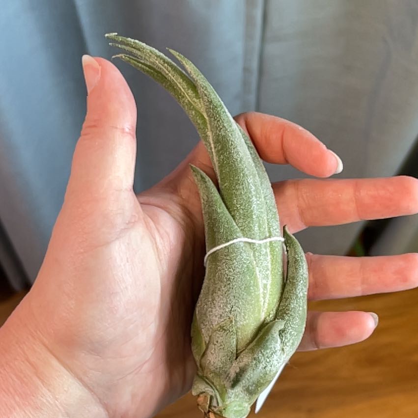 Photo of the plant species Seleriana Air Plant by @PrizeMirabilis named Denali on Greg, the plant care app