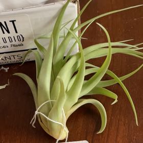 Photo of the plant species Abdita by @PrizeMirabilis named Tree Diddy on Greg, the plant care app