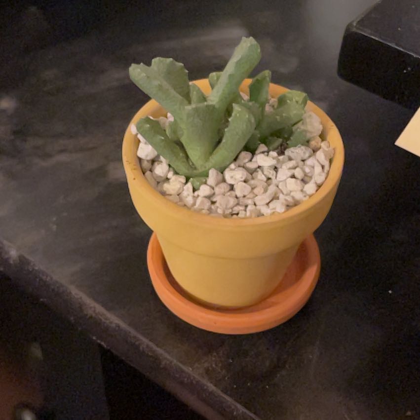 Photo of the plant species Bristly Aloinopsis by @PrizeMirabilis named Barnaby on Greg, the plant care app