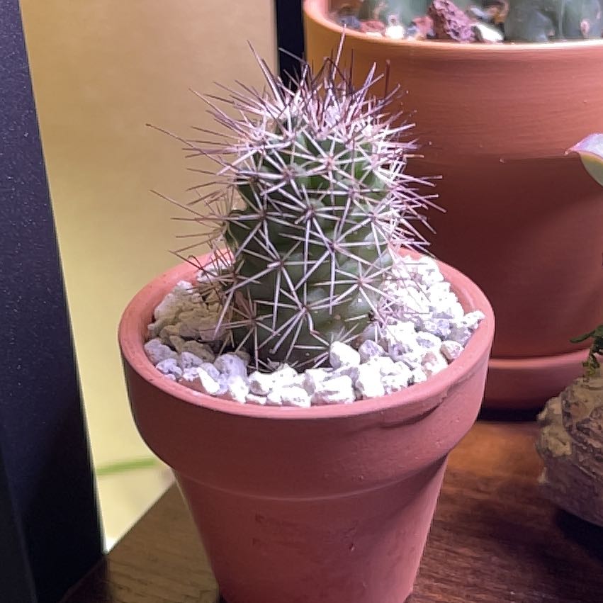 Photo of the plant species Mammillaria fraileana by @PrizeMirabilis named Needles on Greg, the plant care app