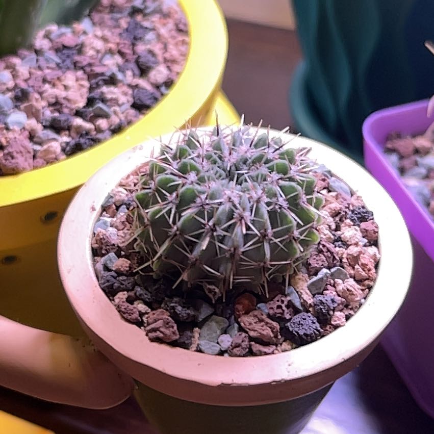 Photo of the plant species Notocactus buiningii by @PrizeMirabilis named Little Prick on Greg, the plant care app