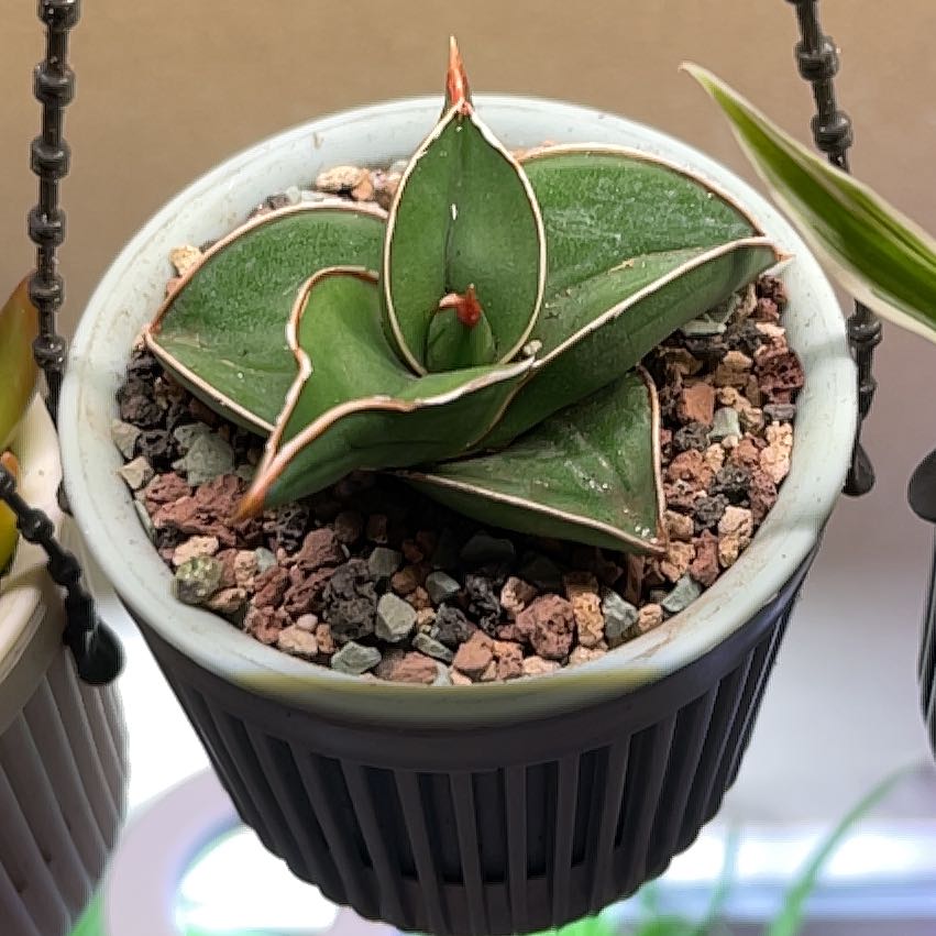 Photo of the plant species Walking Sansevieria by @PrizeMirabilis named Nithin on Greg, the plant care app