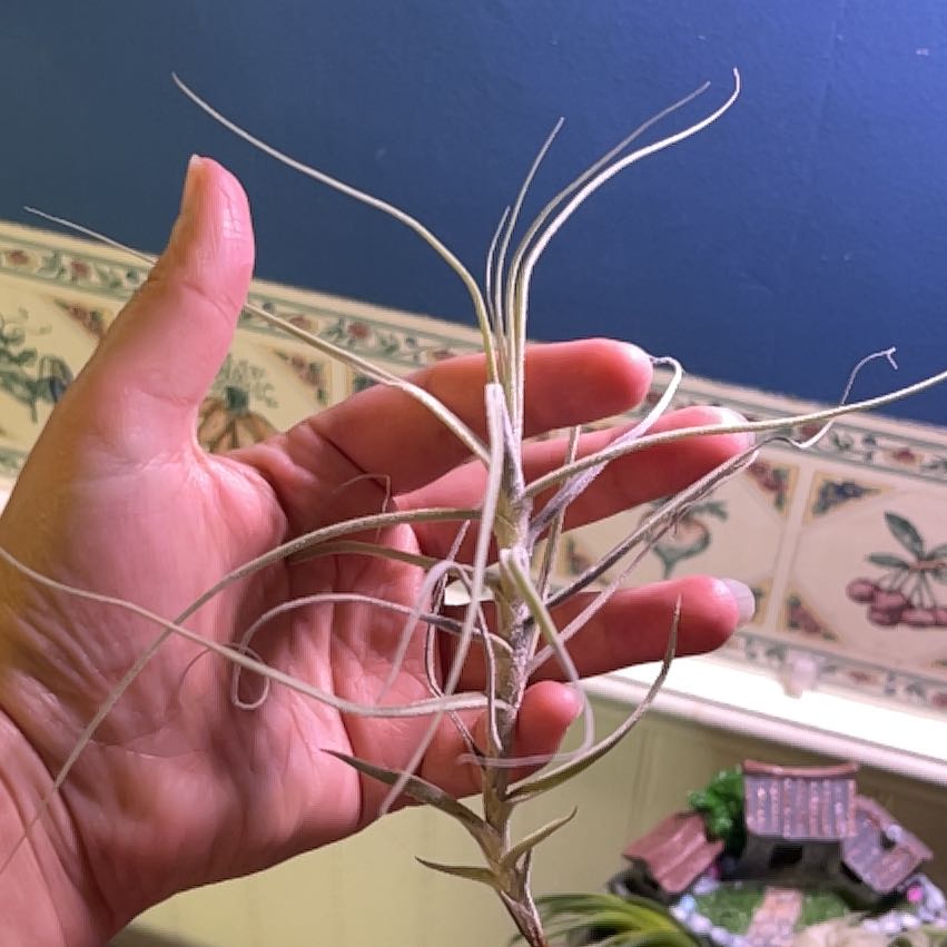 Photo of the plant species Tillandsia streptocarpa by @PrizeMirabilis named Kardashian on Greg, the plant care app