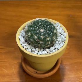 Photo of the plant species notocactus concinnus by @PrizeMirabilis named Spike Lee on Greg, the plant care app