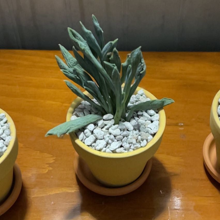 Photo of the plant species Senecio kleiniiformis by @PrizeMirabilis named Diana on Greg, the plant care app