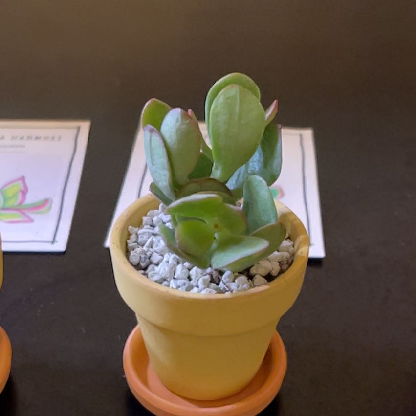 Photo of the plant species Crassula 'Botany Bay' by @PrizeMirabilis named Peter Parker on Greg, the plant care app
