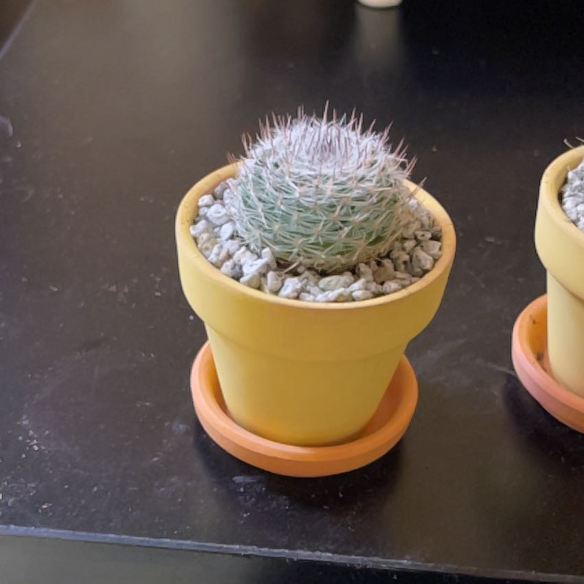 Photo of the plant species Mammillaria riteriana by @PrizeMirabilis named Hairy on Greg, the plant care app