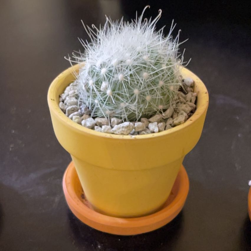 Photo of the plant species Mammillaria senilis by @PrizeMirabilis named Aria on Greg, the plant care app