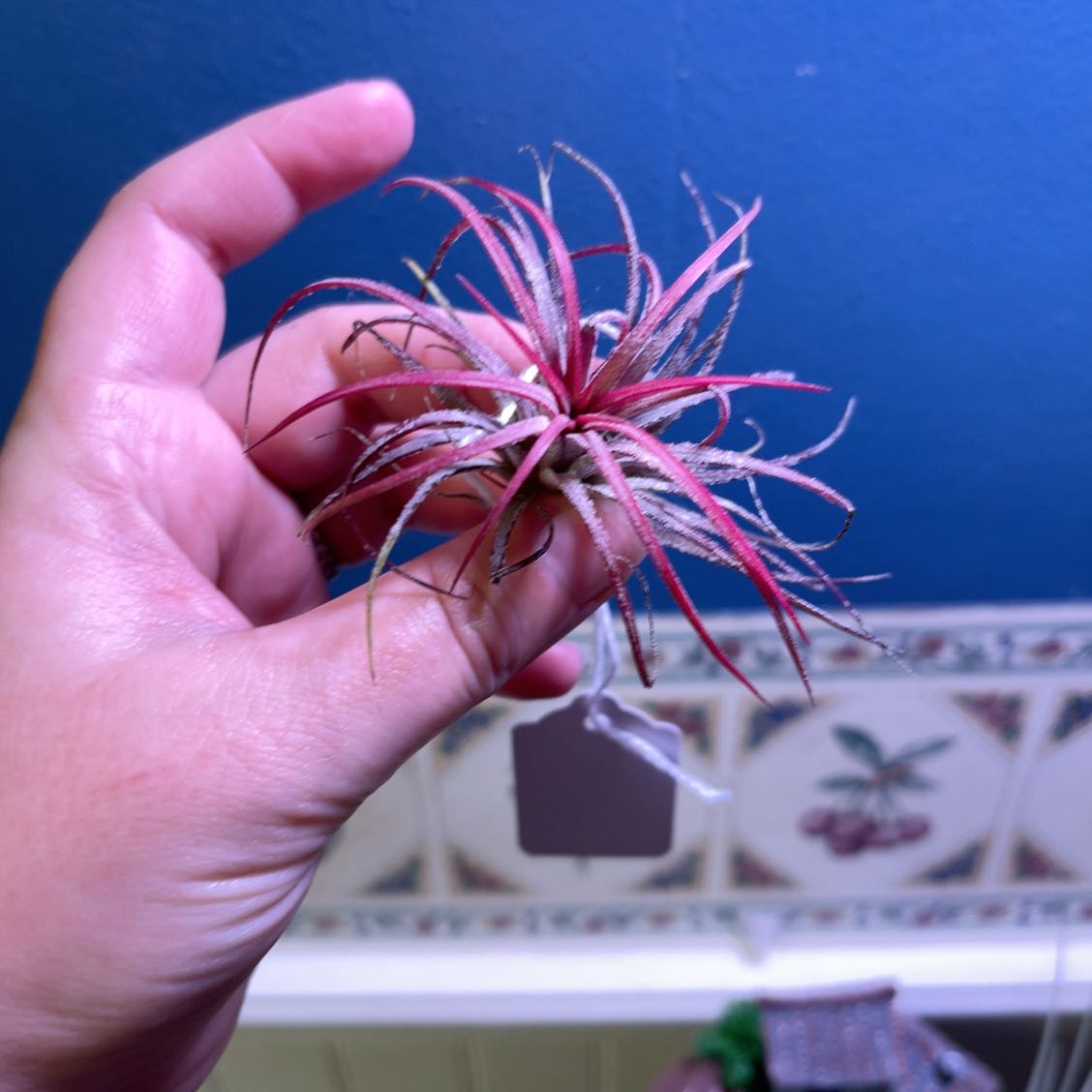 Photo of the plant species Tillandsia fuego by @PrizeMirabilis named Daphne on Greg, the plant care app