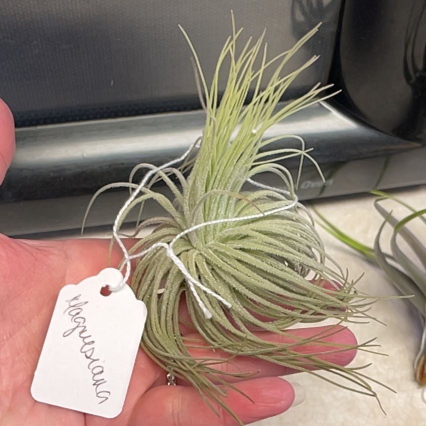 Photo of the plant species Tillandsia magnusiana Air Plant by @PrizeMirabilis named Orwell on Greg, the plant care app