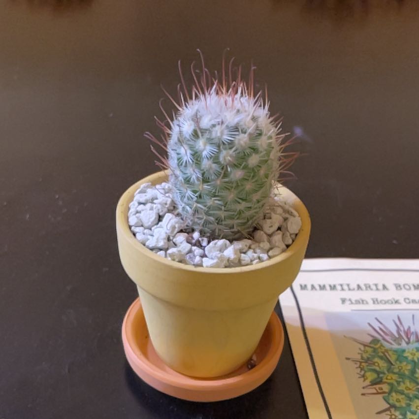 Photo of the plant species Fish Hook Cactus by @PrizeMirabilis named Fish-Rod on Greg, the plant care app