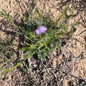 Photo of the plant species Texas Vervain by @TiptopPoisonpie named Sonora on Greg, the plant care app