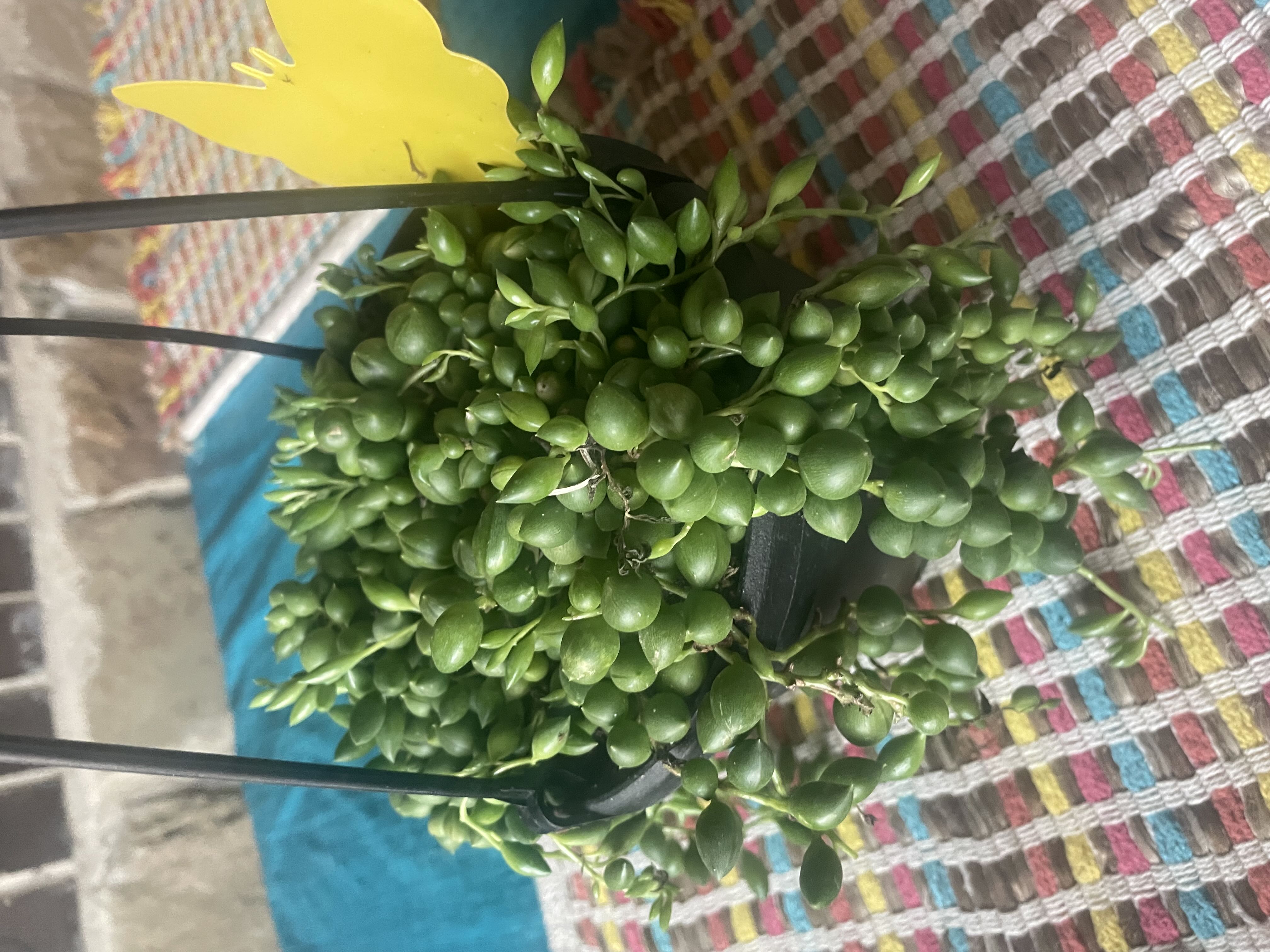 Photo from the post