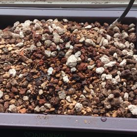 Photo of the plant species Brazilian Rosewood by @RadRescuegrass named Xena on Greg, the plant care app