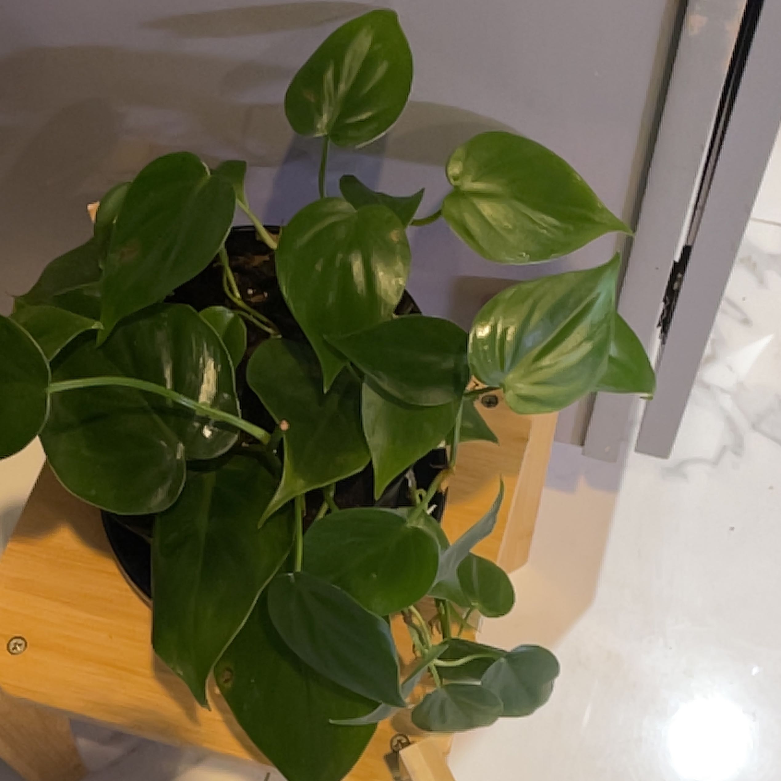 Philodendron cordatum plant with healthy green leaves on a wooden surface.