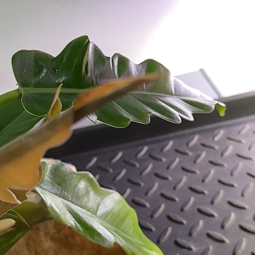 Close-up of a Tiger Tooth Philodendron leaf with browning at the tip.