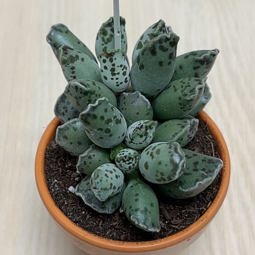 Calico Hearts (Adromischus maculatus) succulent in a small pot with visible soil.