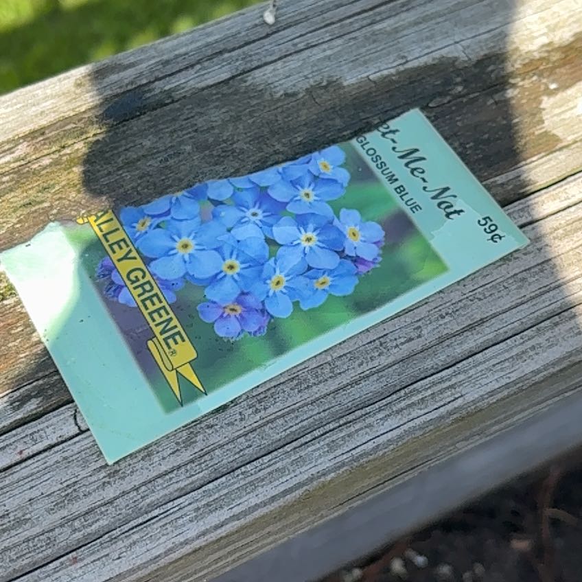 Photo of the plant species Forget-Me-Not by @SuitableGollum named James Dean on Greg, the plant care app