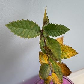 Photo of the plant species European Field Elm by @AlluringBogbean named Xena on Greg, the plant care app