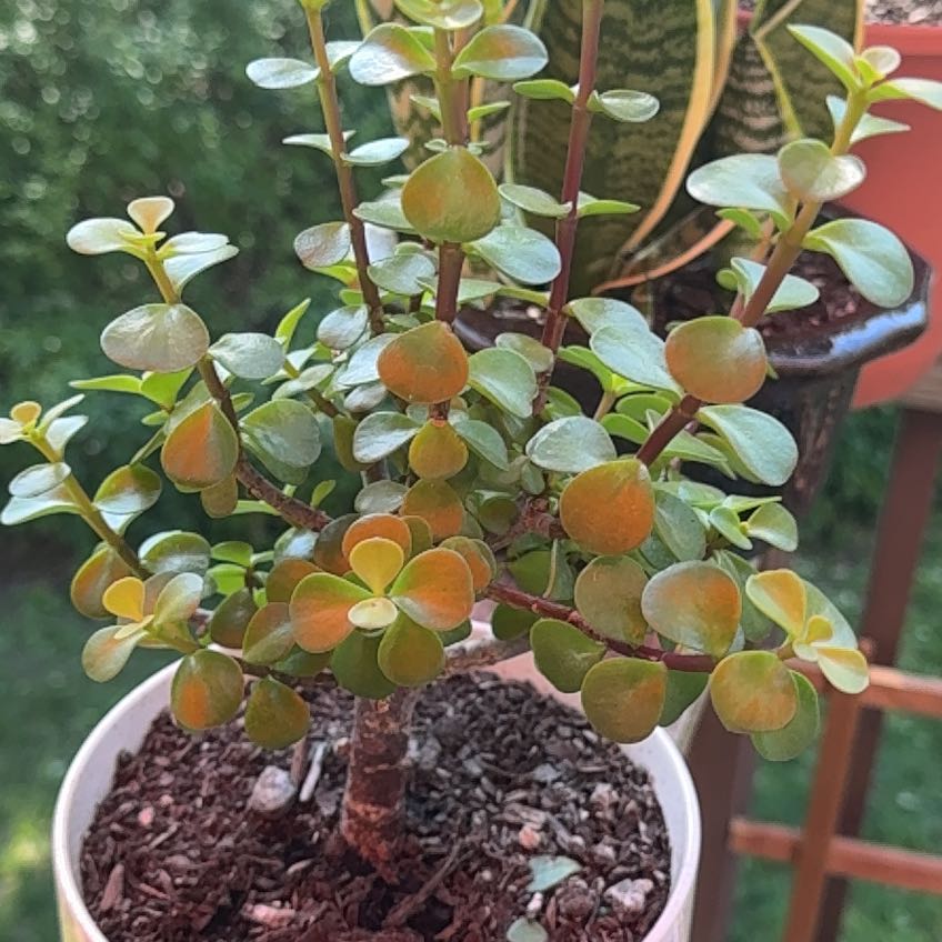 Photo of the plant species White Rata by @DynamoTitanarum named Gobi on Greg, the plant care app