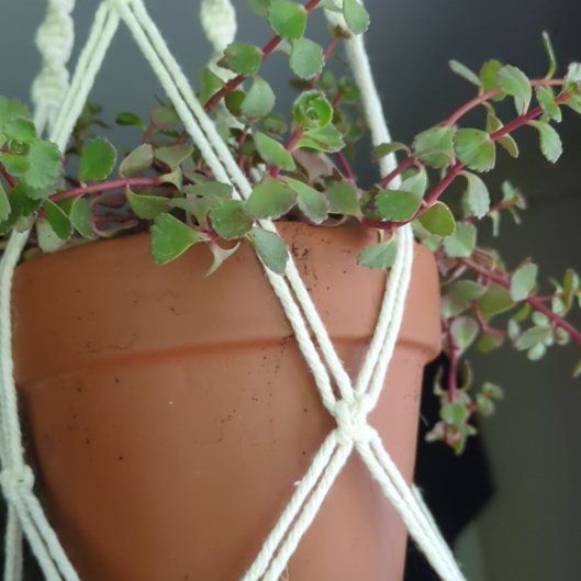 Photo of the plant species Sedum Red Carpet by @ThoroughNeslia named Tolkien on Greg, the plant care app