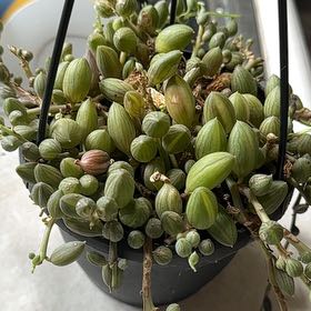 Photo of the plant species String of Watermelons by @HeroSnowqueen named Eva on Greg, the plant care app