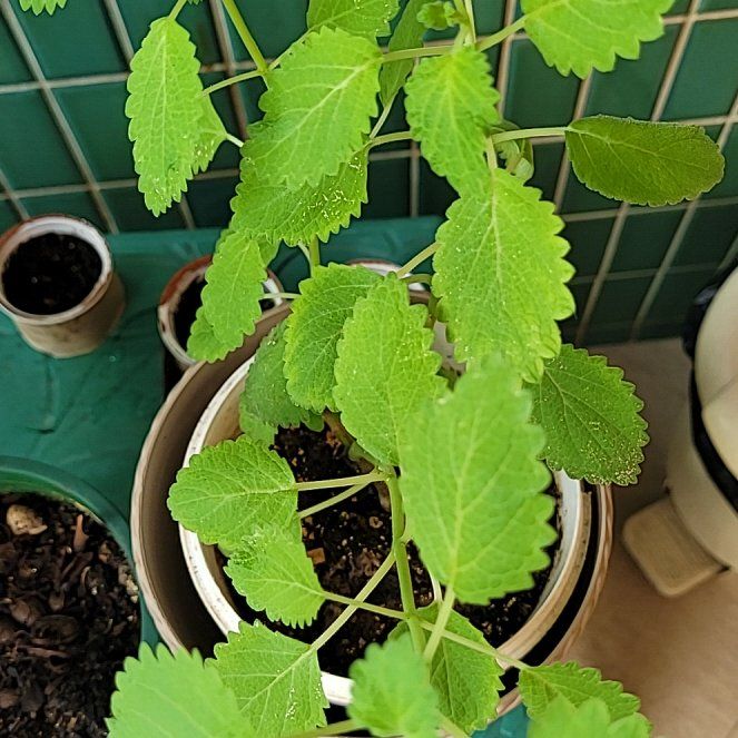 Photo of the plant species Madagascar Myrrha Tree by @FacileRoseheath named Sir Plancelot on Greg, the plant care app