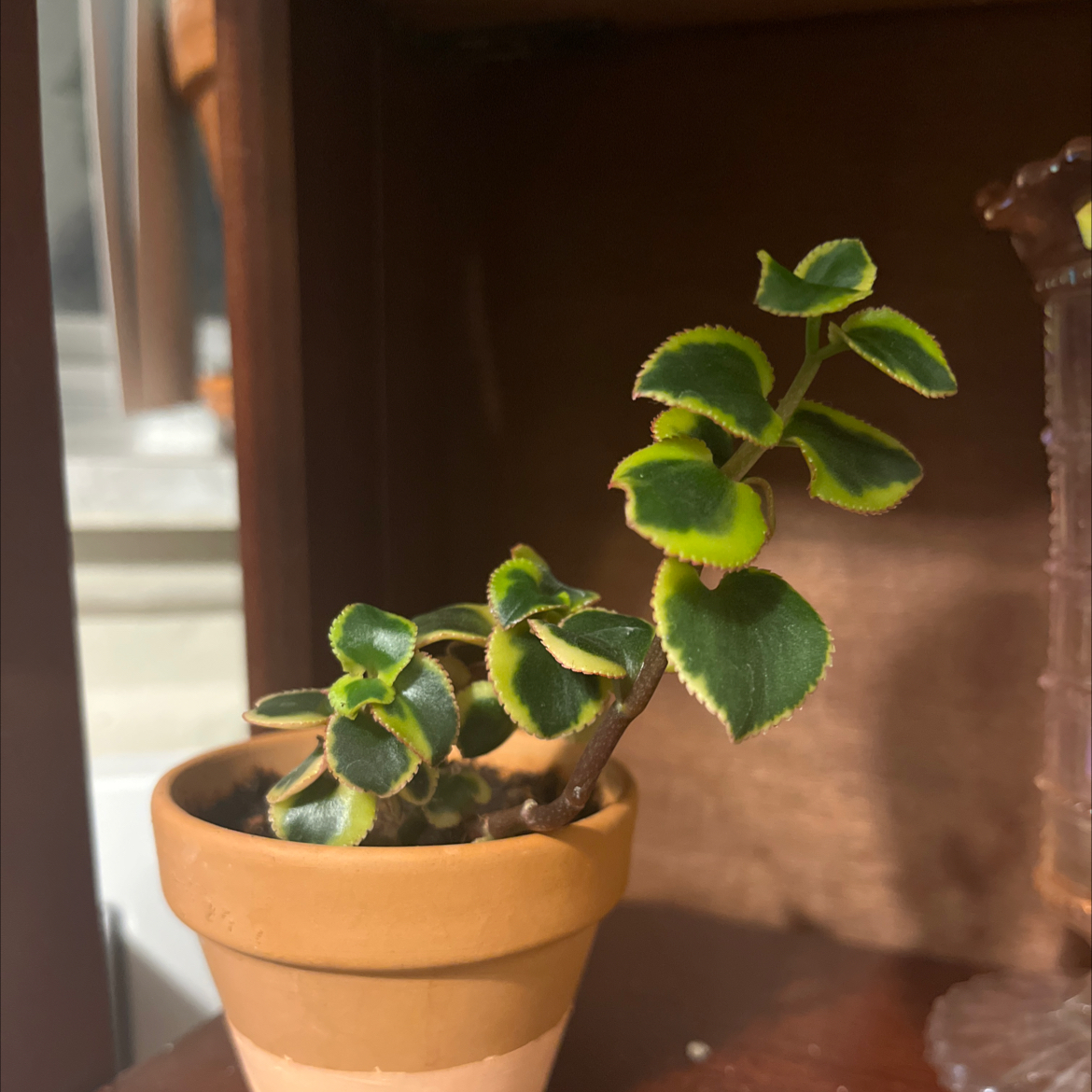 Photo of the plant species Variegated Trailing Jade Plant 'Comet' by @GoddessHeketara named Morgan Treeman on Greg, the plant care app