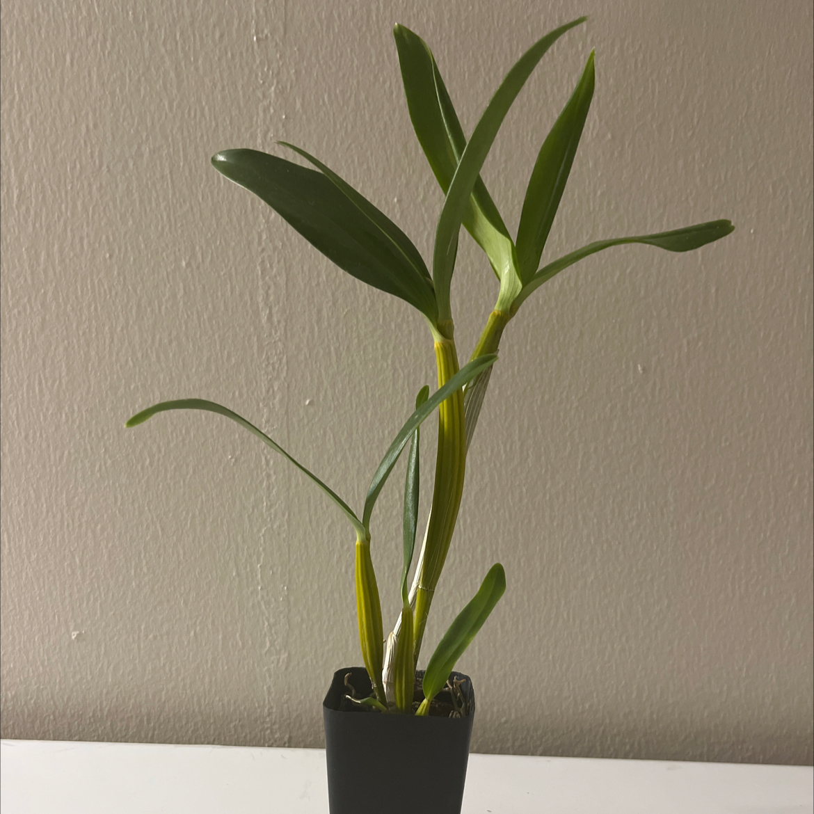 Photo of the plant species Latouria Dendrobium by @GoddessHeketara named Noël on Greg, the plant care app